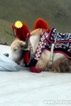 010_Tibet_www.AurasomaaFengshui (10)-W1400.jpg